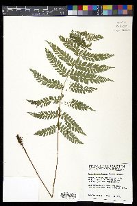Polystichum ordinatum image