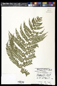 Polystichum ordinatum image