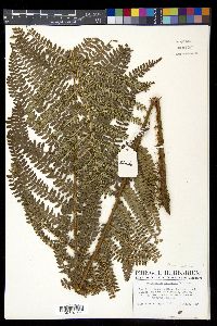 Polystichum ordinatum image
