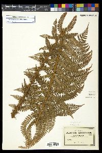 Polystichum ordinatum image