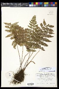 Polystichum ordinatum image