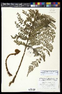 Polystichum ordinatum image
