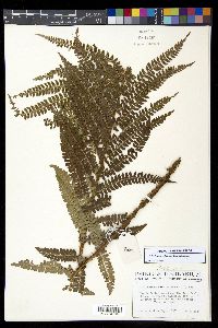 Polystichum ordinatum image