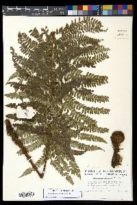 Polystichum ordinatum image