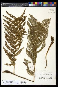 Polystichum ordinatum image