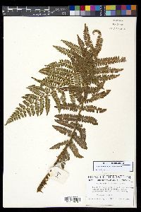 Polystichum ordinatum image