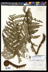 Polystichum ordinatum image