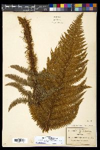 Polystichum speciosissimum image