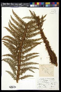 Polystichum speciosissimum image