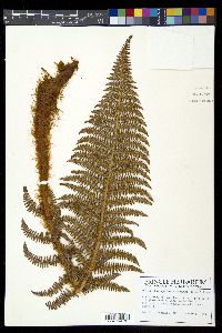 Polystichum speciosissimum image