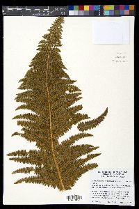 Polystichum speciosissimum image