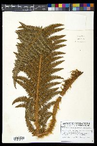 Polystichum speciosissimum image