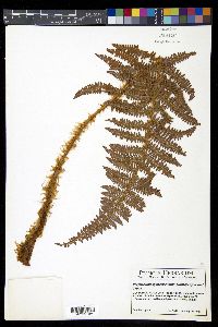 Polystichum speciosissimum image