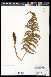 Polystichum speciosissimum image