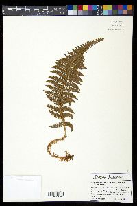Polystichum speciosissimum image