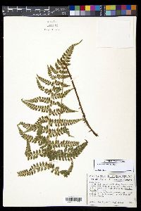 Polystichum turrialbae image