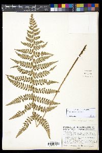 Polystichum turrialbae image