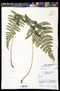 Polystichum turrialbae image