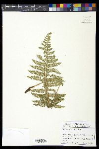 Polystichum turrialbae image