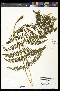 Polystichum turrialbae image