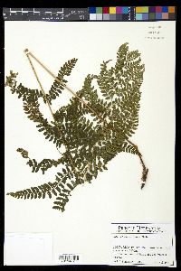 Polystichum turrialbae image