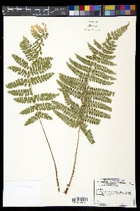 Polystichum turrialbae image