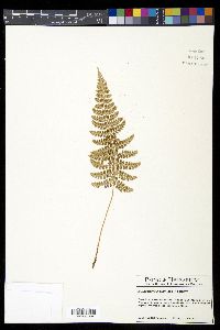 Polystichum turrialbae image
