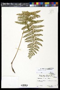Polystichum turrialbae image