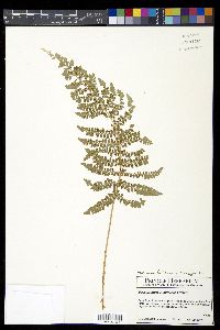 Polystichum turrialbae image