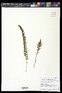 Polystichum trapezoides image