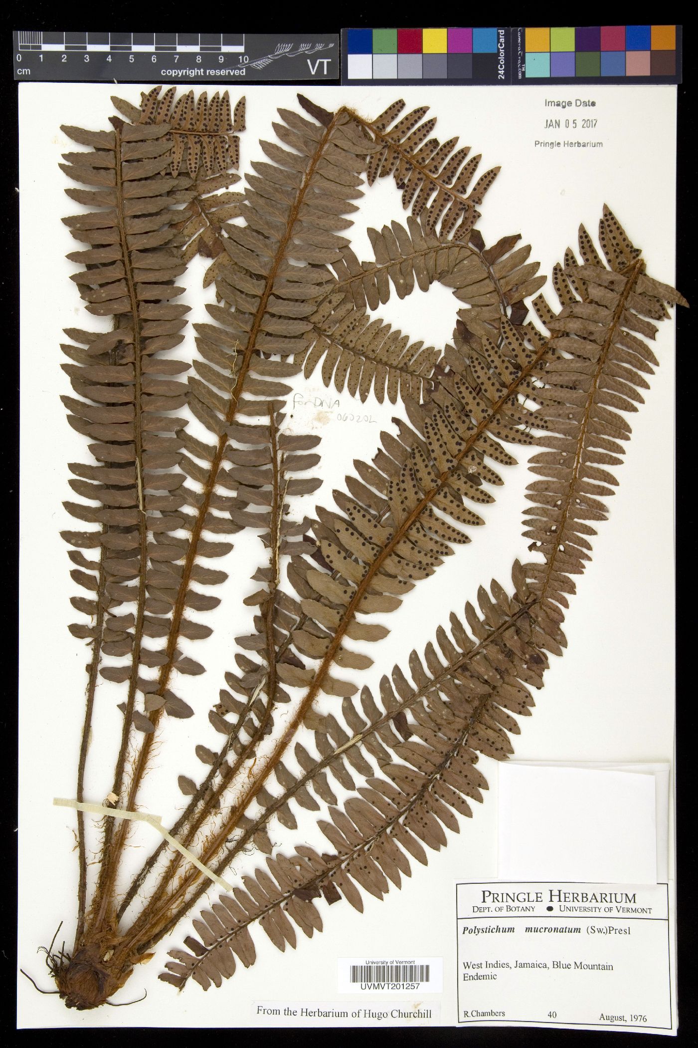 Polystichum triangulum subsp. mucronatum image