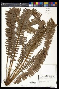Polystichum triangulum image