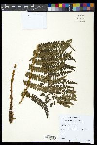 Polystichum lehmannii image