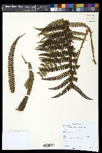 Polystichum lehmannii image