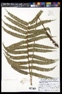 Polystichum lehmannii image