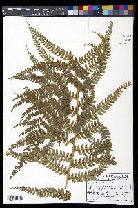 Polystichum lehmannii image