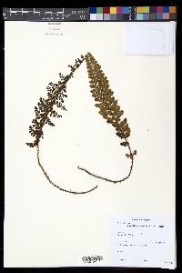 Polystichum orbiculatum image