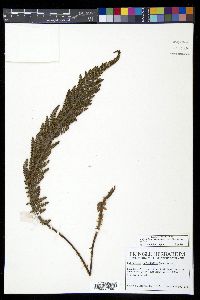Polystichum orbiculatum image