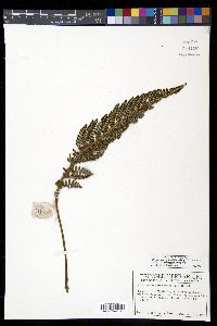 Polystichum orbiculatum image