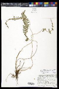 Polystichum orbiculatum image