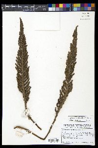 Polystichum orbiculatum image
