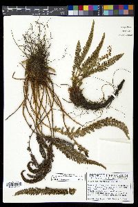 Polystichum polyphyllum image