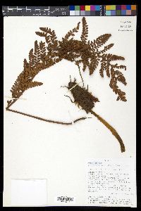 Polystichum orbiculatum image