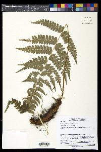 Polystichum platyphyllum image