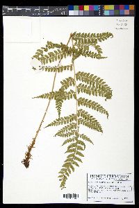 Polystichum platyphyllum image