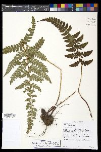 Polystichum platyphyllum image
