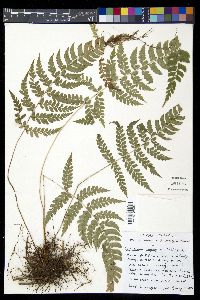 Polystichum platyphyllum image