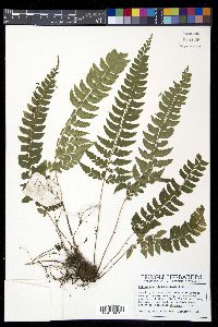 Polystichum platyphyllum image