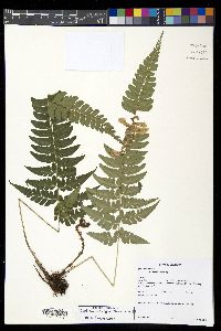 Polystichum platyphyllum image