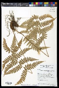 Polystichum platyphyllum image